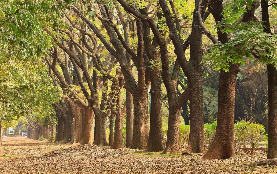 Cảnh ngoài trời Ảnh